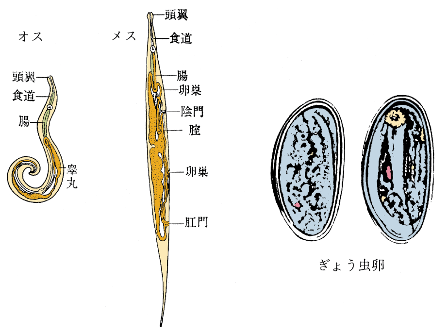 けつ の 穴 痒み